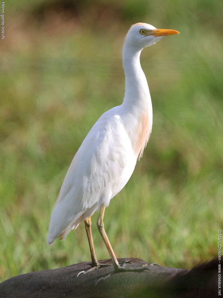 Western Cattle Egret