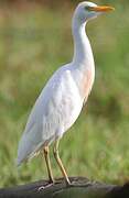 Western Cattle Egret