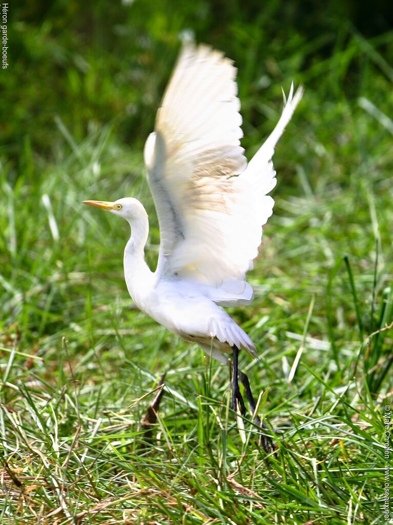 Western Cattle Egret