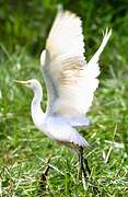 Western Cattle Egret