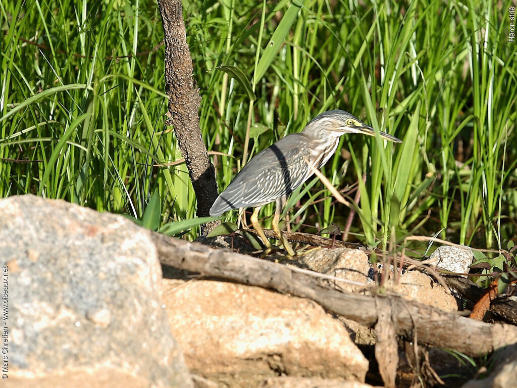 Striated Heron