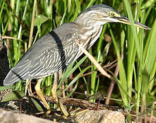 Striated Heron