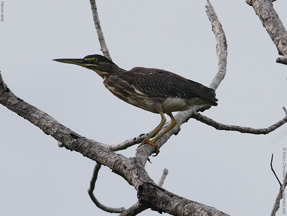 Héron striéimmature