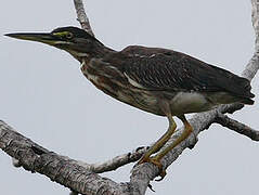 Striated Heron