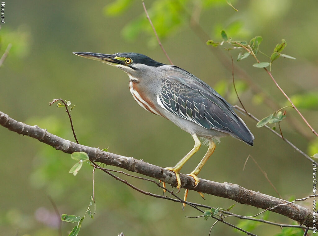 Striated Heron