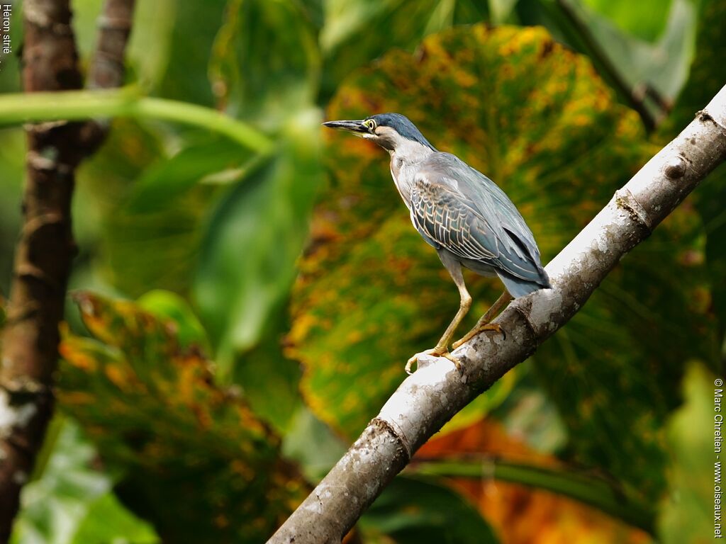 Striated Heron