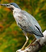 Striated Heron