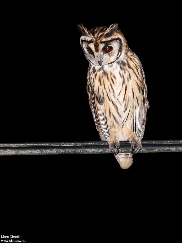 Striped Owl, identification