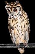 Striped Owl