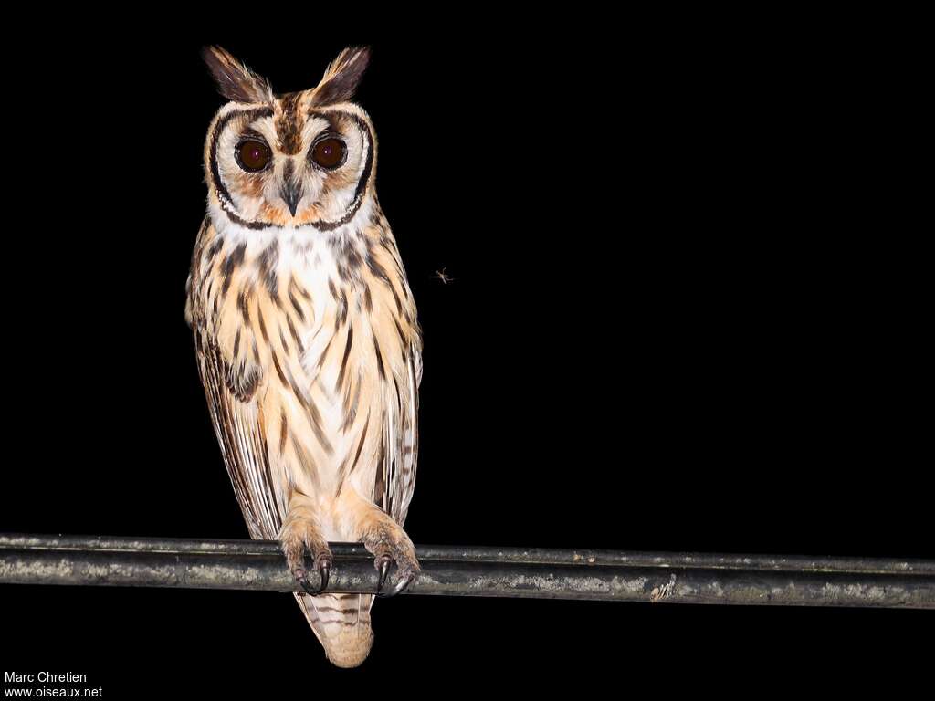 Hibou striéadulte, identification