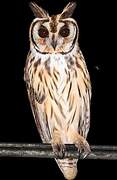 Hibou strié