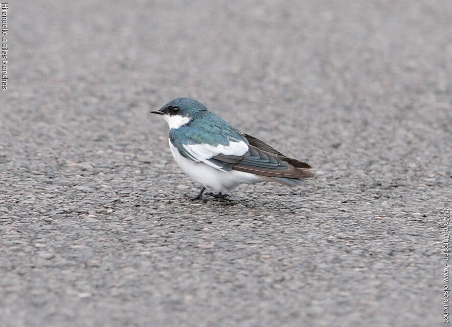 Hirondelle à ailes blanches