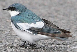 White-winged Swallow