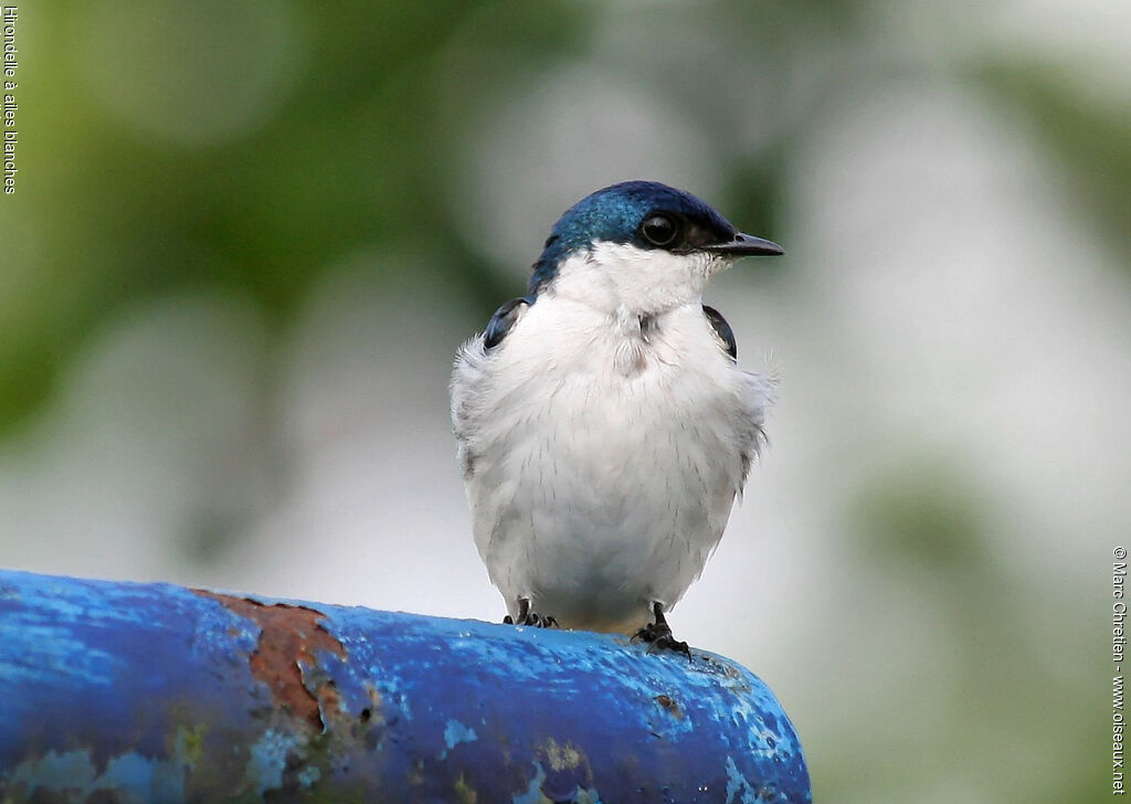 Hirondelle à ailes blanches