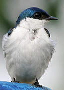 White-winged Swallow