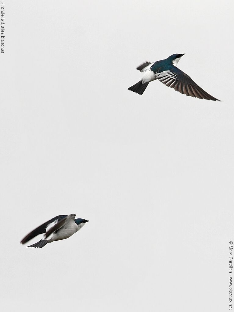 Hirondelle à ailes blanches