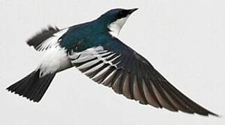 White-winged Swallow