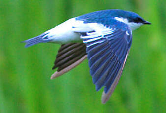 Hirondelle à ailes blanches