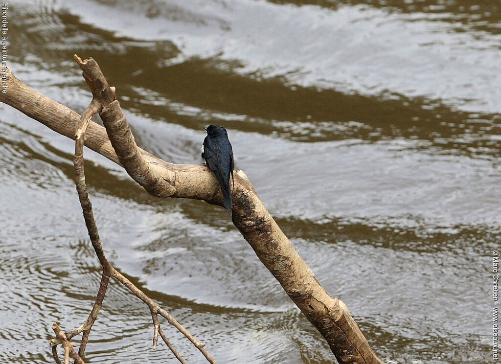 Hirondelle à ceinture blanche