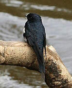 White-banded Swallow