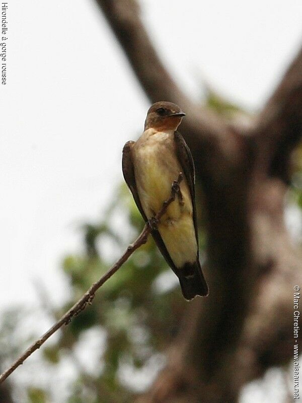 Southern Rough-winged Swallow