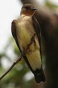 Southern Rough-winged Swallow