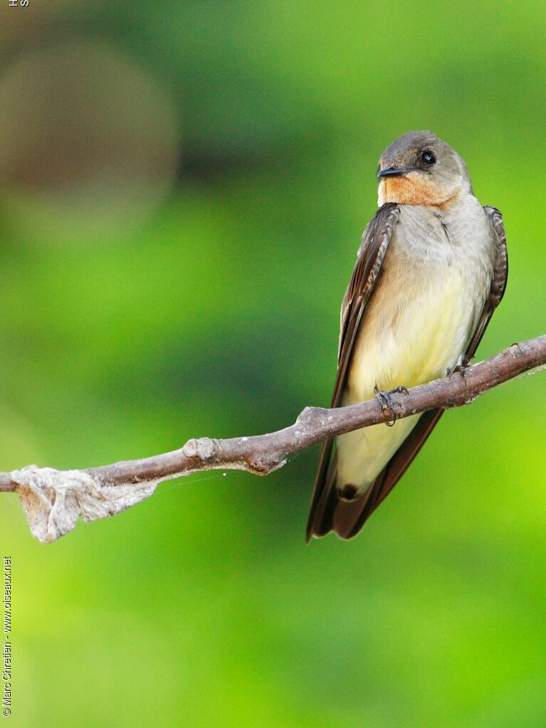 Southern Rough-winged Swallowadult