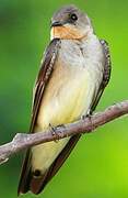 Southern Rough-winged Swallow