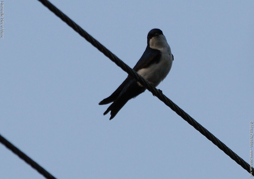 Blue-and-white Swallow