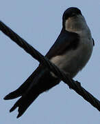 Blue-and-white Swallow