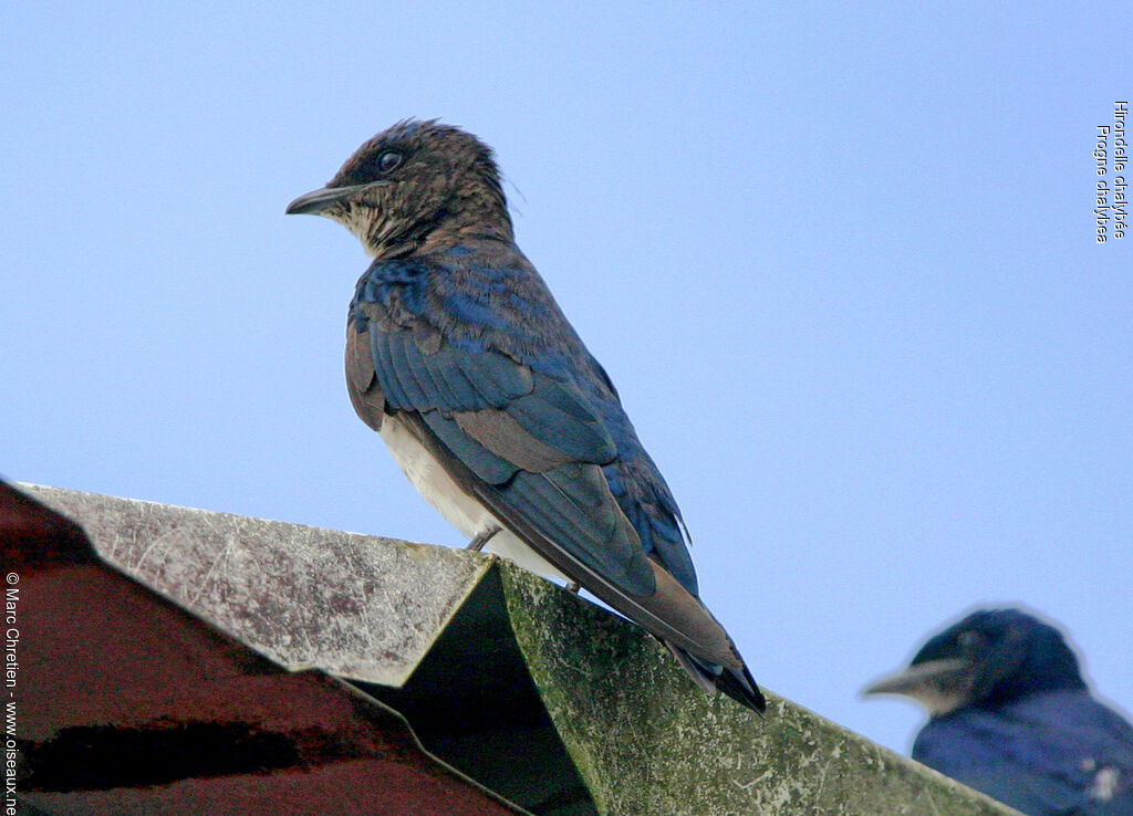 Hirondelle chalybée