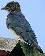 Grey-breasted Martin