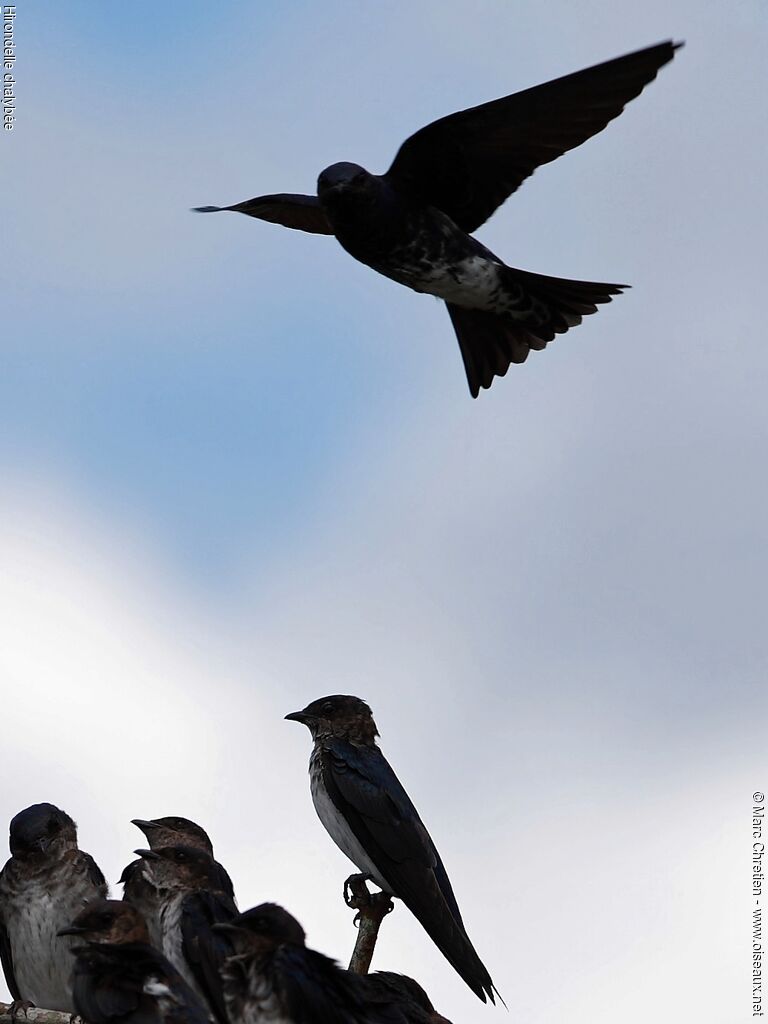 Grey-breasted Martin