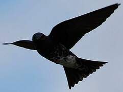 Grey-breasted Martin