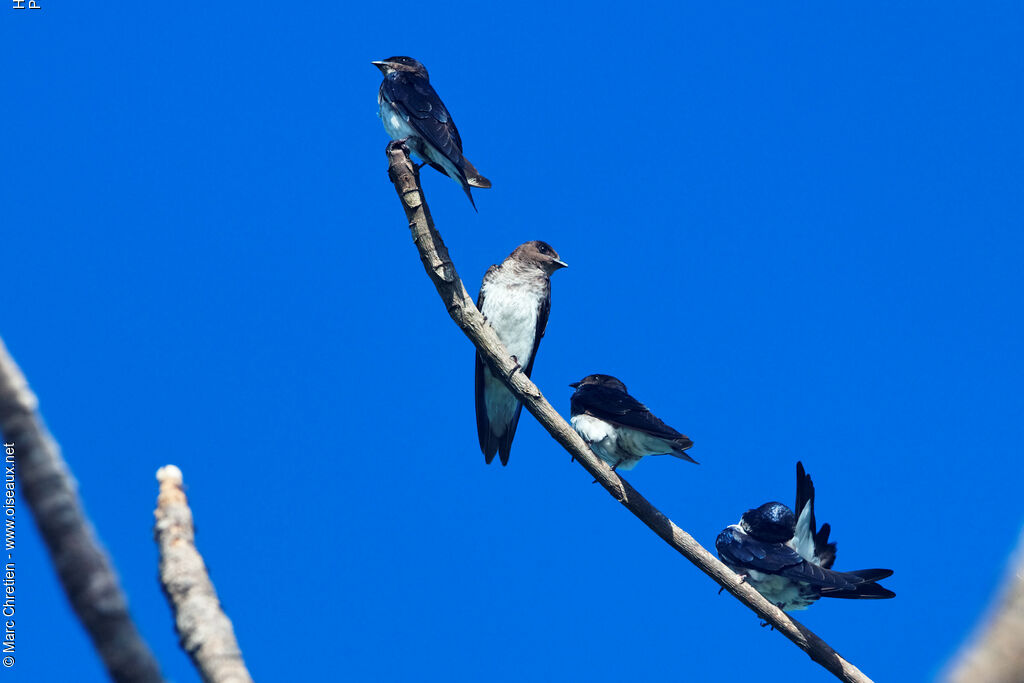 Hirondelle chalybée