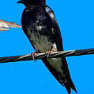 Hirondelle gracieuse