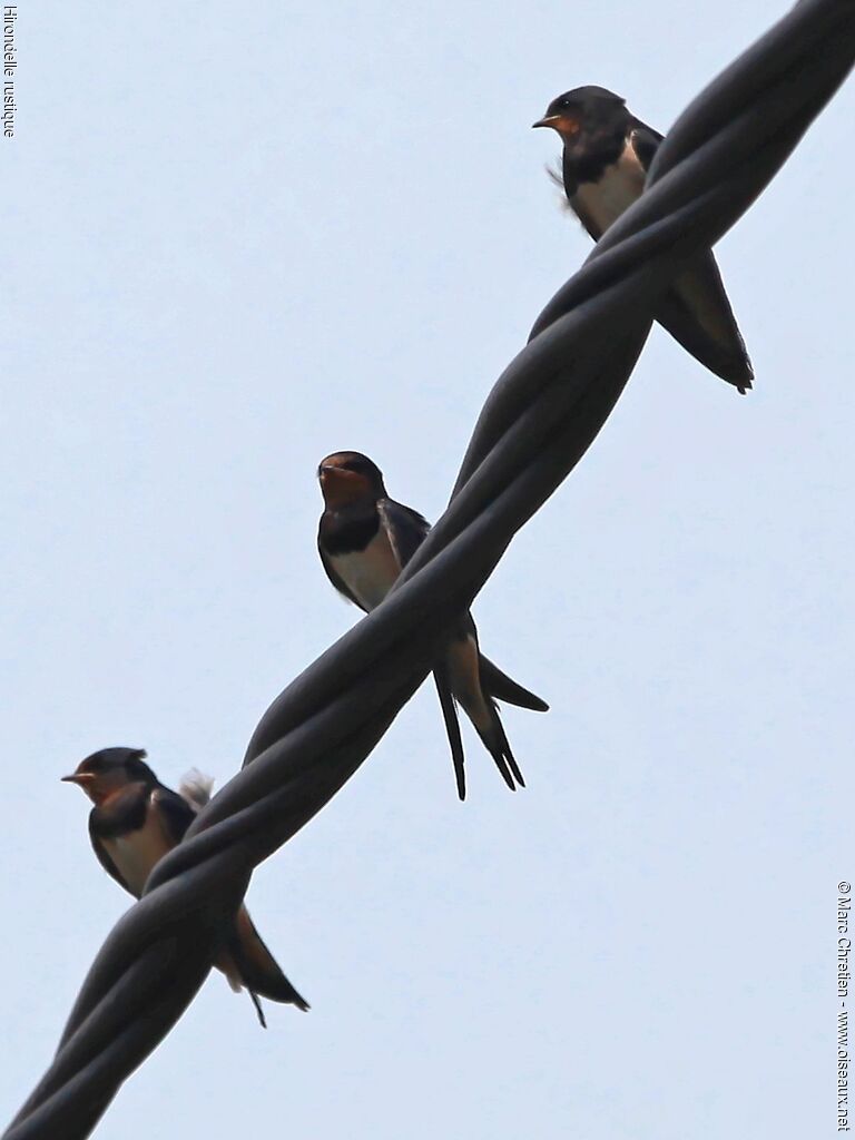 Hirondelle rustique, identification