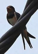 Barn Swallow