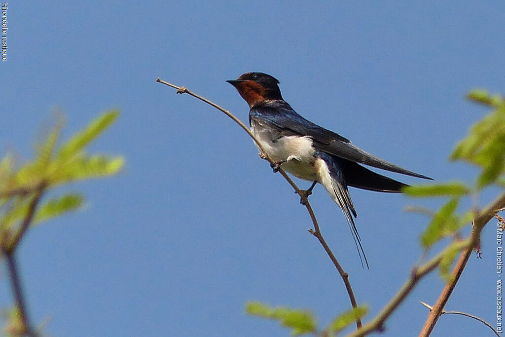 Hirondelle rustique