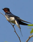 Barn Swallow