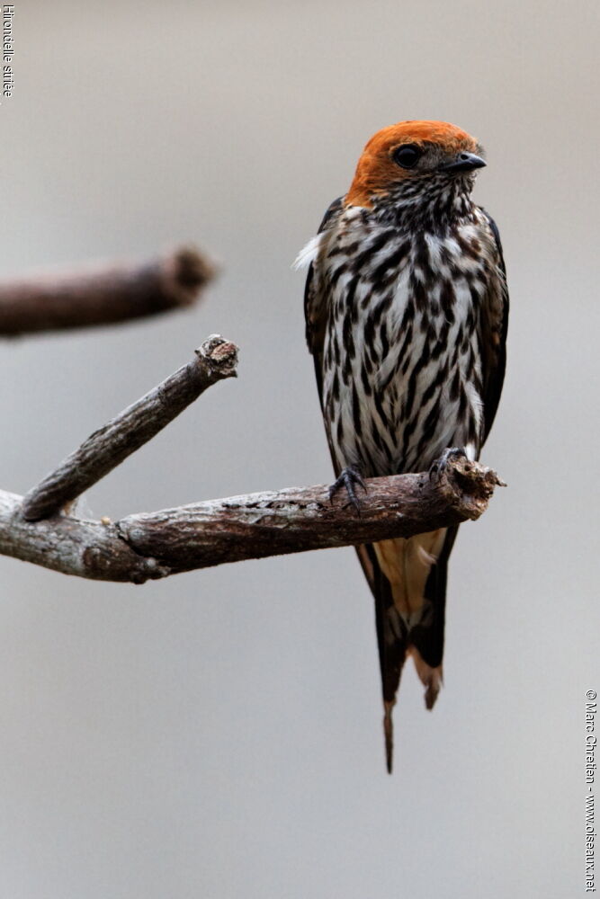 Hirondelle striée, identification