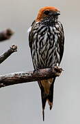 Lesser Striped Swallow