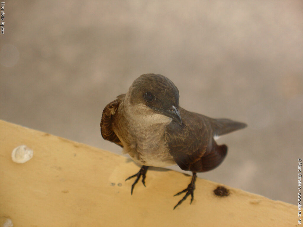 Hirondelle tapère