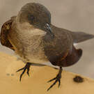 Hirondelle tapère