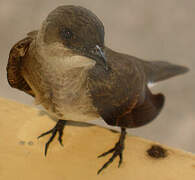 Brown-chested Martin