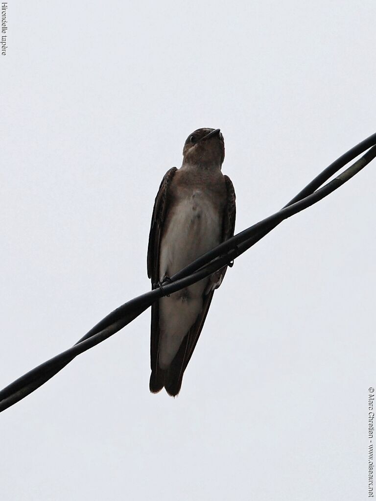 Brown-chested Martin