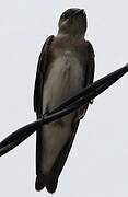 Brown-chested Martin