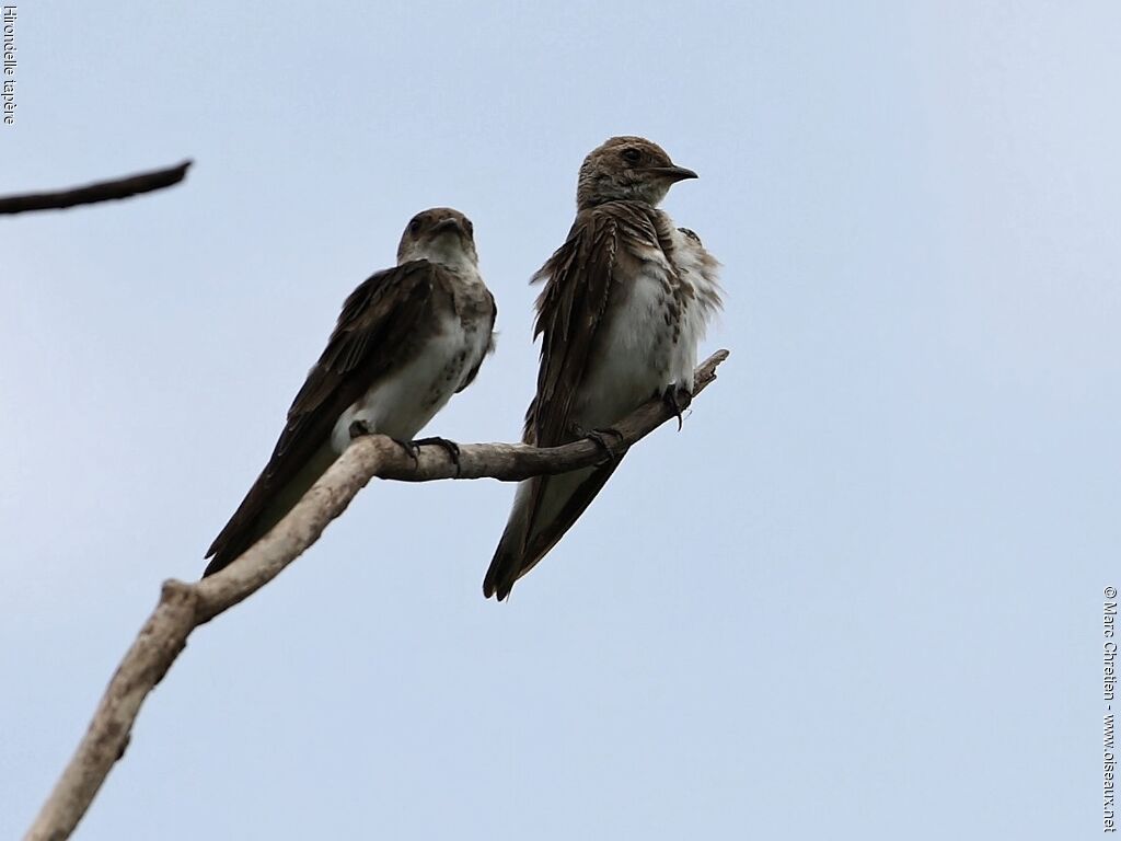 Hirondelle tapèreadulte