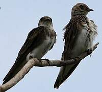 Brown-chested Martin