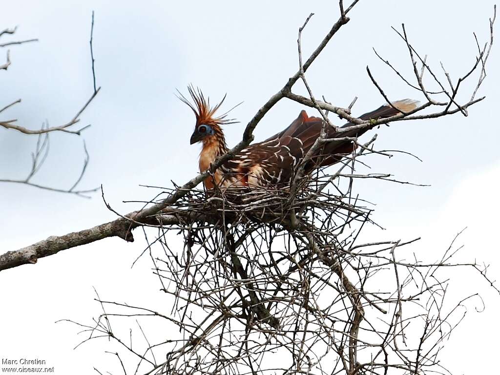 Hoatzinadult, Reproduction-nesting